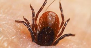 حشرة القراد قد تنقل التهاب الدماغ