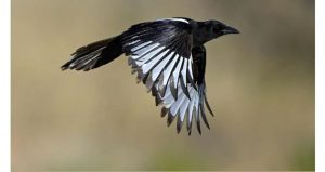 «جهود الحماية» تسابق الزمن لمقاومة انقراض «العقعق العسيري»