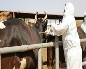 "وقاء" يبدأ تحصين أكثر من مليون رأس ماشية بالمنطقة الشرقية ضمن الحملة الوطنية الأولى ضد الحمى القلاعية في 2024