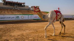 بجوائز 25.6 مليون ريال.. أشواط فئتي جذاع وثنايا تختتم منافسات اليوم الثالث لكأس العلا للهجن