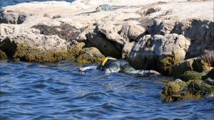 إيطاليا تسلم تونس جثث 6 من مواطنيها غرقوا في البحر