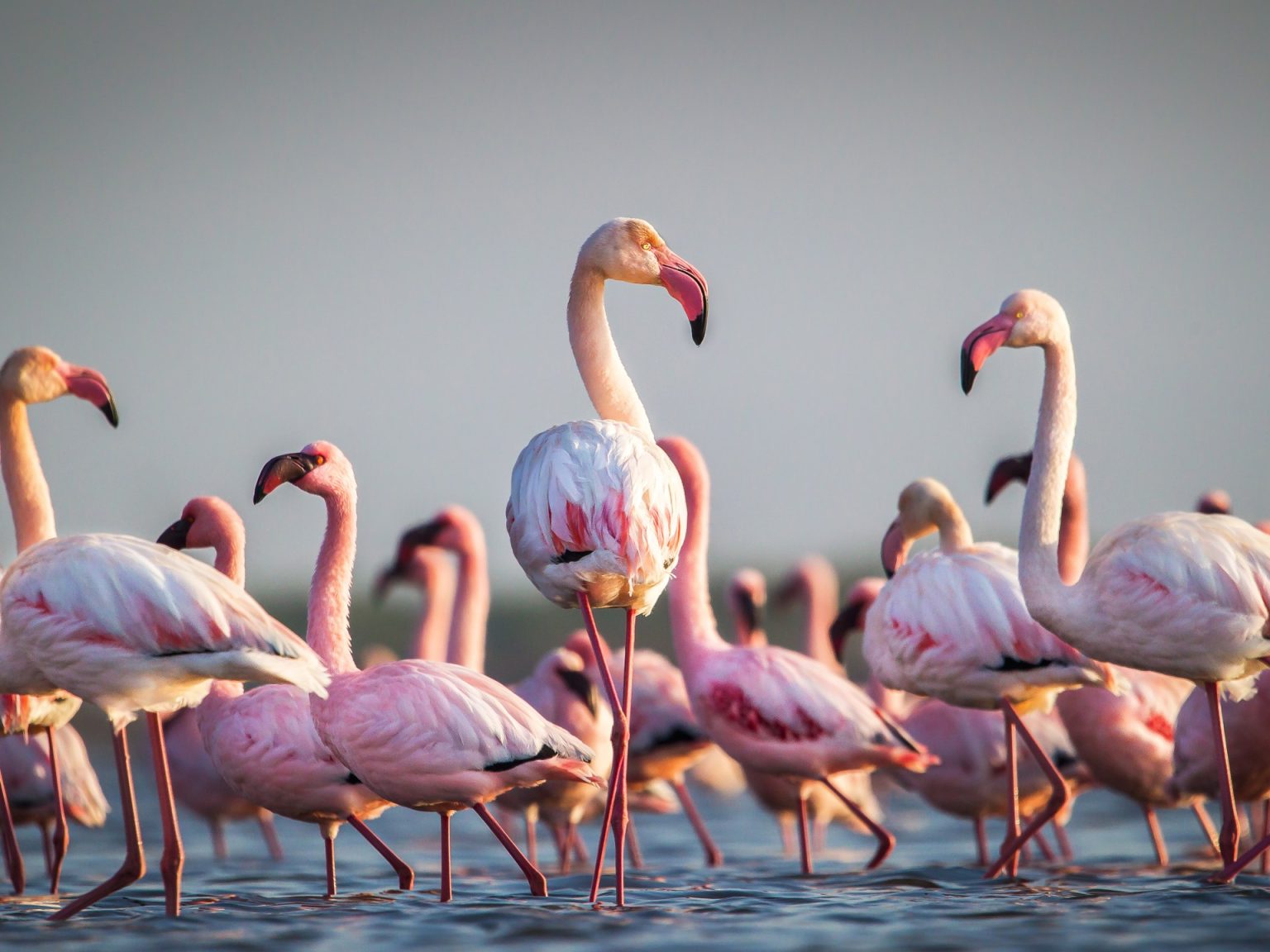 طيور الفلامنغو في خطر بأفريقيا.. بسبب ارتفاع منسوب المياه