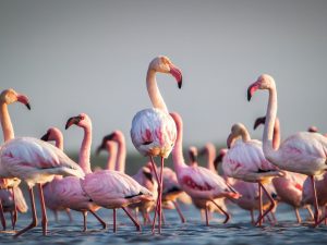 طيور الفلامنغو في خطر بأفريقيا.. بسبب ارتفاع منسوب المياه