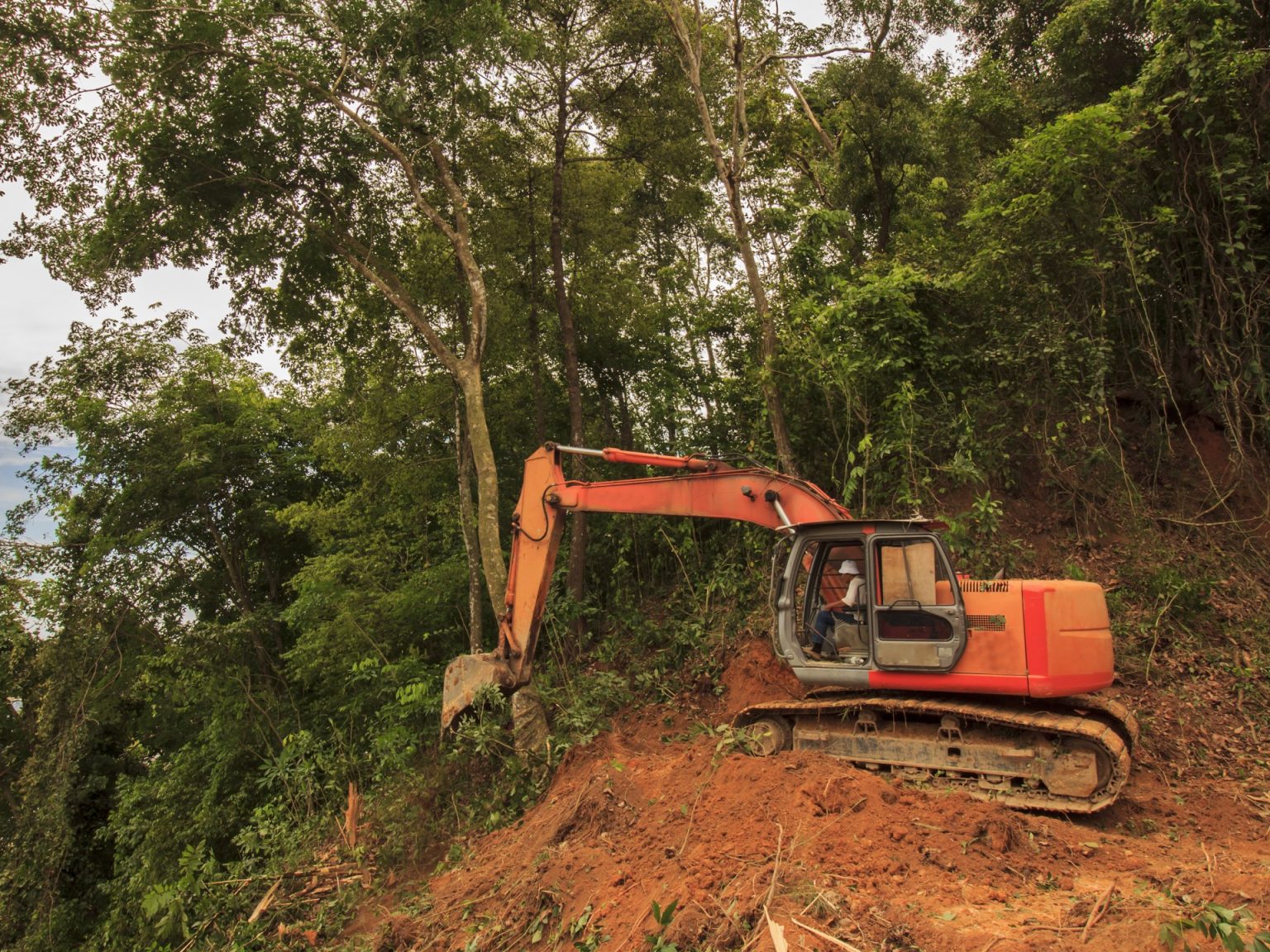 إزالة الغابات.. أخطار عالمية جديدة وأزمة مناخ متفاقمة