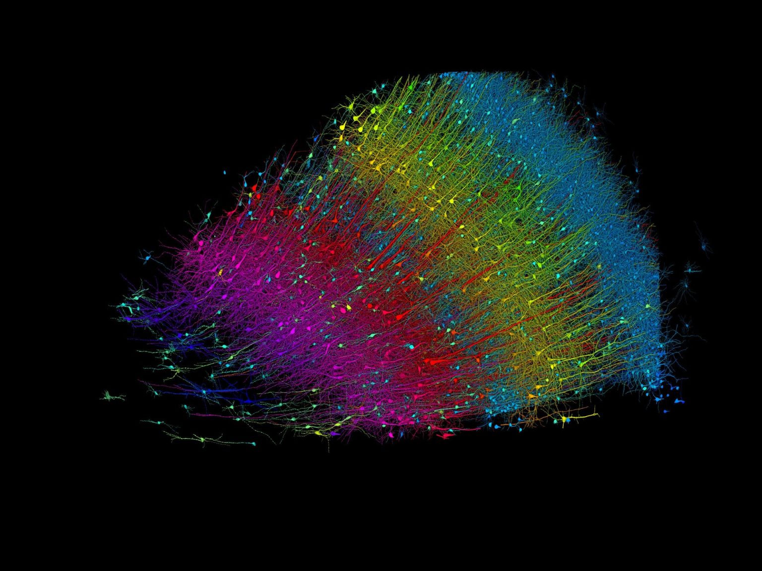 خريطة للدماغ بحجم نصف حبة أرز.. تكشف تفاصيل لم تُر من قبل