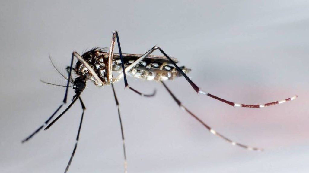 منظمة الصحة: إصابات حمى الضنك تتزايد عالميا