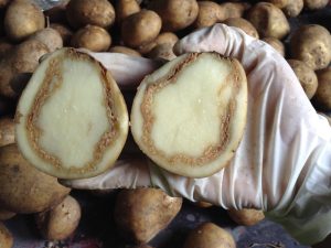 دراسة: للكالسيوم دور مهم في حماية نباتات البطاطس من الذبول البكتيري