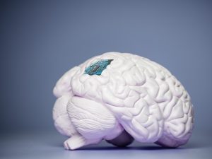 دراسة جديدة تحدد البوصلة العصبية لدى الإنسان