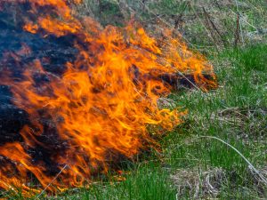 الأستراليون أداروا الحرائق لخدمة الزراعة منذ 11 ألف سنة.. والاستعمار الأوروبي أوقفها