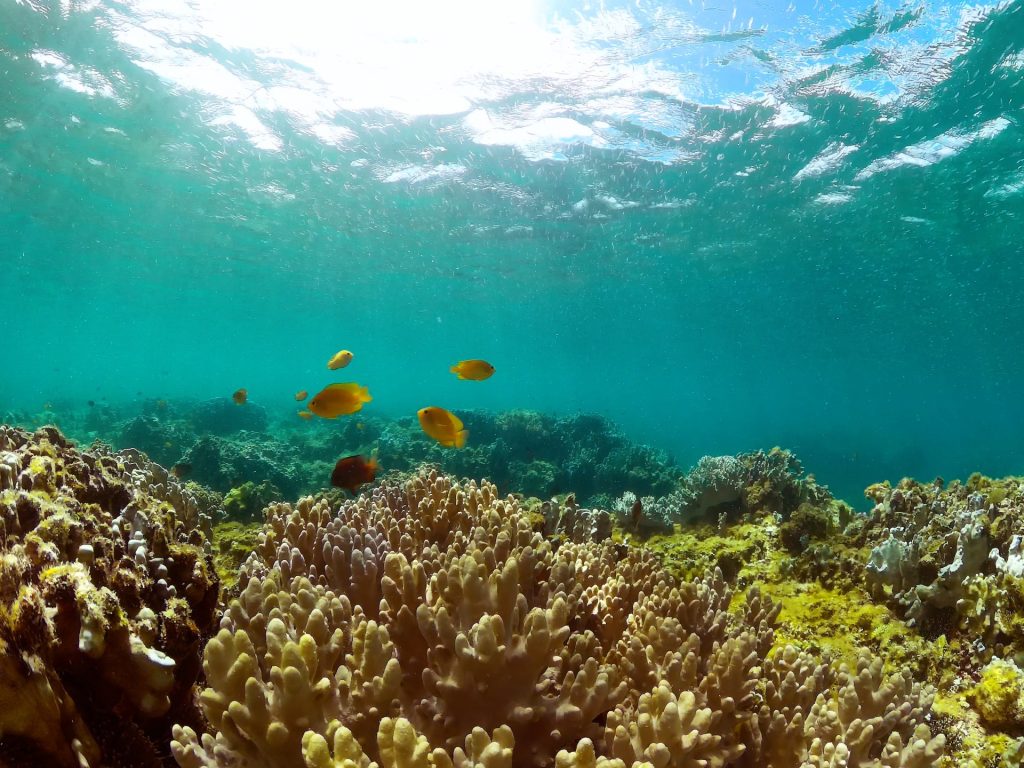 دراسة: الحكومات لا تفي بوعودها في حماية التنوع البيولوجي