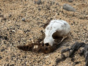 محاكاة حاسوبية تتنبأ بانقراض جماعي مقبل يشمل البشر