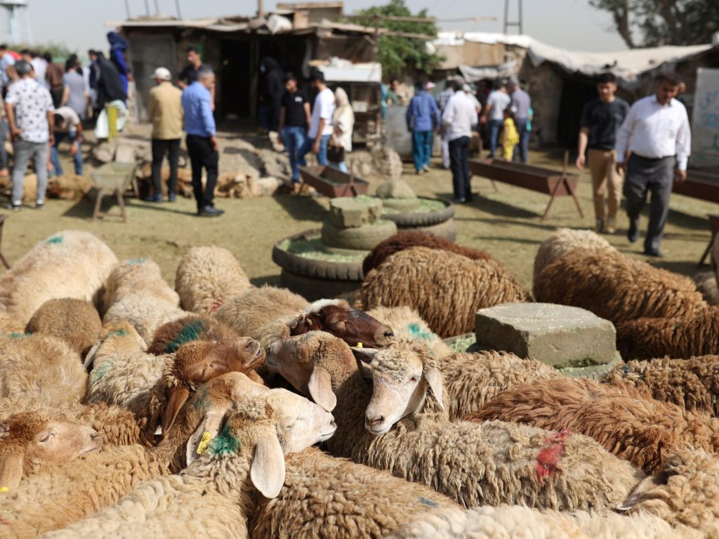 دولة عربية بين أكبر المصدرين للماشية في العالم