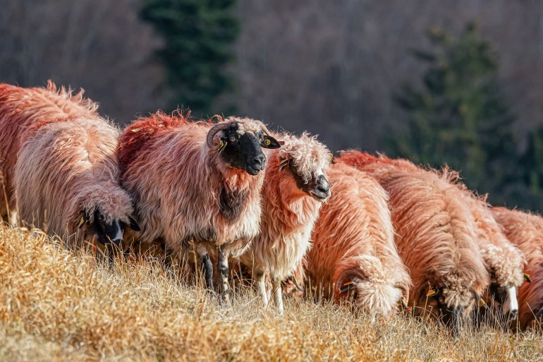 لحم الخراف هو الأفضل في العيد.. تعرف على ميزاته الفريدة