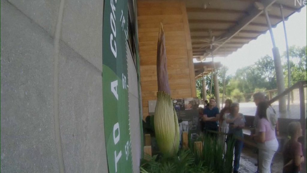 شاهد: الزوار يتدفقون على حديقة حيوان ناشفيل لمشاهدة نبتة استوائية مهددة بالانقراض