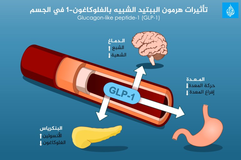 هرمون الببتيد الشبيه بالغلوكاغون ، كيف يعمل هرمون الببتيد الشبيه بالغلوكاغون (GLP-1)