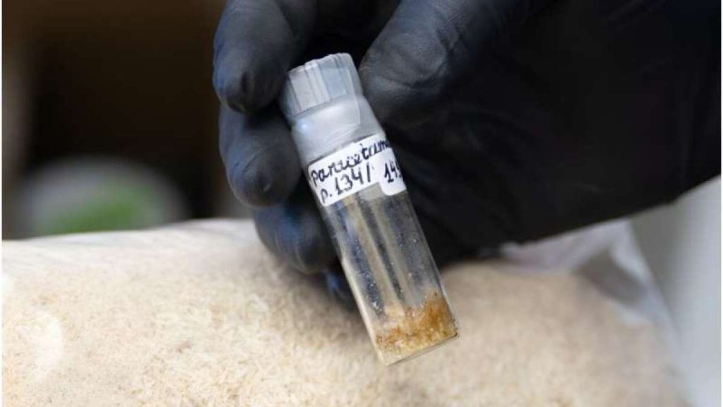 باحثون يطورون طريقة لصنع مسكّن آلام من الأشجار