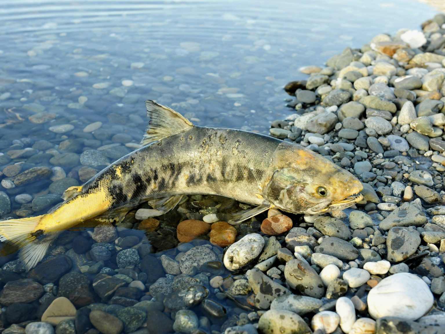 ارتفاع الحرارة يجذب أسماك السلمون إلى شمال المحيط الهادي