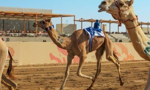 انطلاق فئة الـ«ثنايا» بمشاركة 1470 مطية.. اليوم