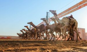 مقارنة بالعام الماضي.. تراجع مبيعات الهجن