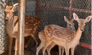 الأمن البيئي: ضبط 3 مخالفين لاقتنائهم وعرضهم كائنات فطرية مهددة بالانقراض في المنطقة الشرقية