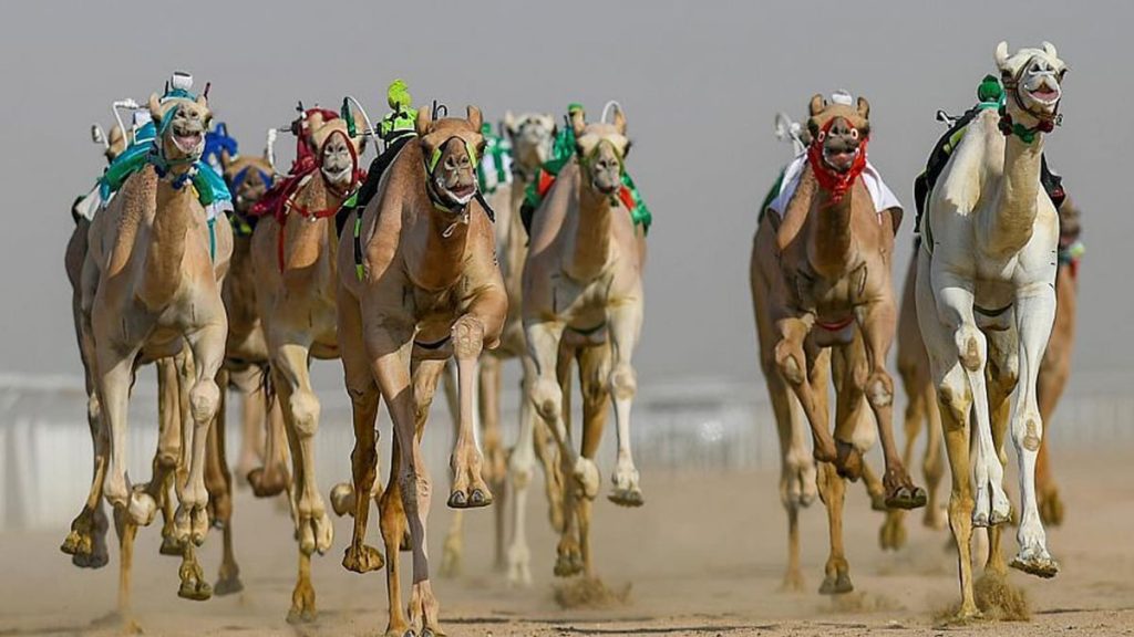 اليوم.. انطلاق فئة الـ "ثنايا" بمشاركة 1470 مطية