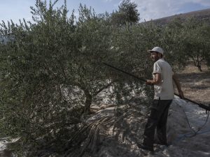 موسم حصاد الزيتون جنوب لبنان تحت أزيز الطائرات الإسرائيلية
