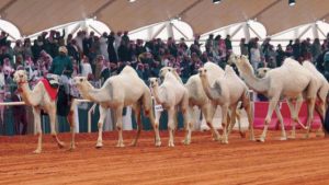 مهرجان الملك عبدالعزيز للإبل يجذب العائلات ويعرّف الأطفال بتراث الأجداد