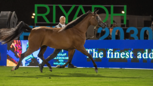 اليوم.. بدء منافسات العرض الدولي السابع لجمال الخيل العربية الأصيلة
