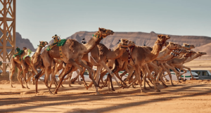 كأس وزارة الرياضة للهجن ينطلق اليوم على أرضية ميدان السيح