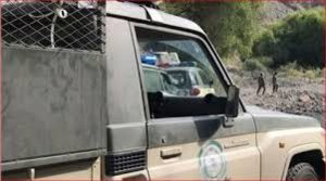 دوريات المجاهدين بجدة تقبض على مقيم لترويجه مادة الحشيش