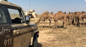 «الأمن البيئي» تضبط مواطنا لارتكابه مخالفة رعي بمحمية الملك عبدالعزيز الملكية