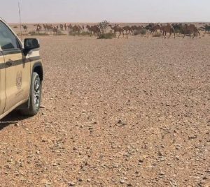 «الأمن البيئي»: ضبط مواطن مخالف لارتكابه مخالفة رعي بمحمية الملك عبدالعزيز الملكية
