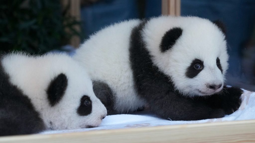 فيديو. حديقة حيوان برلين تعرض فيديو لتوأمي الباندا “ليني” و”لوتي” وهما يرضعان الحليب