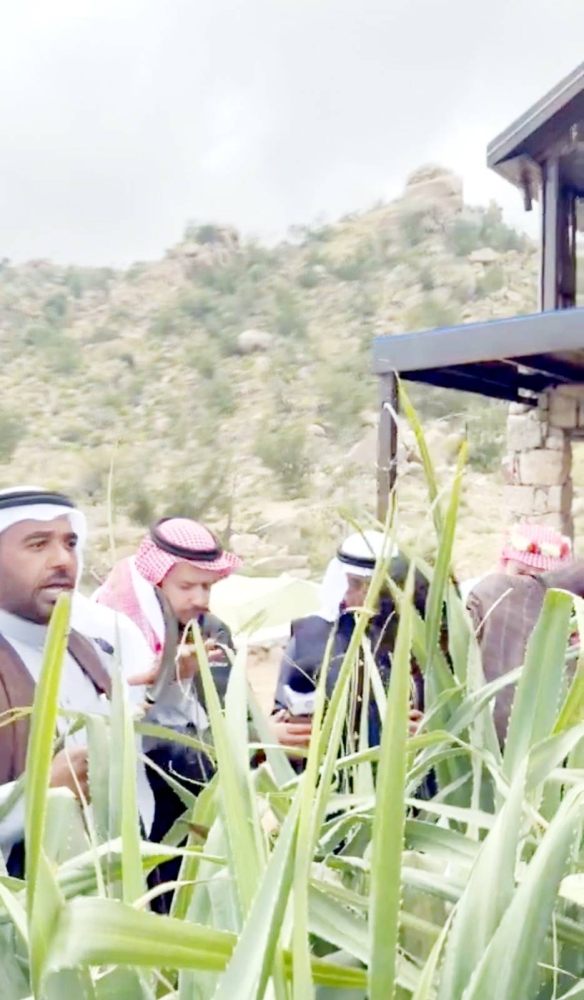 «عكاظ» ترصد.. كادي جازان يعانق ورد الطائف