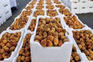 المدينة: انتعاش مبيعات التمور مع قرب رمضان