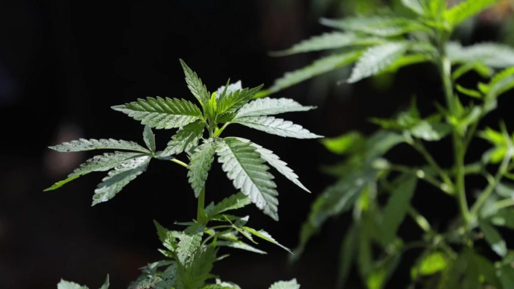 20 أبريل.. من رحلة لطلاب في الثانوية إلى يوم عالمي للقنب