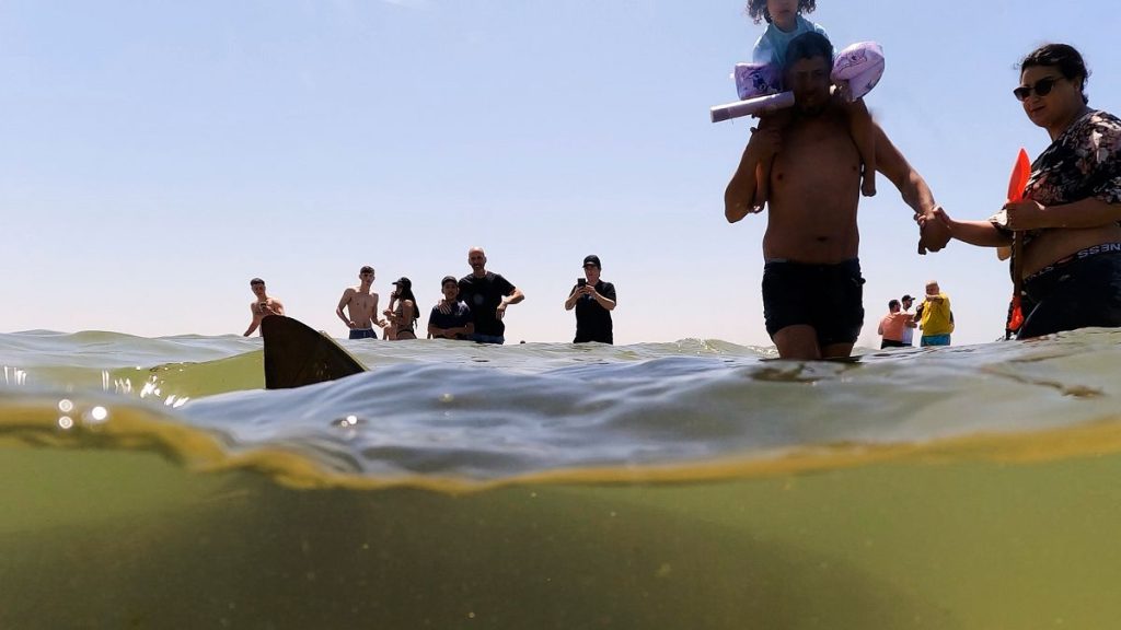 فيديو. الشرطة الإسرائيلية تبحث عن شخص فُقد أثره بعد هجوم لسمكة قرش قرب حيفا