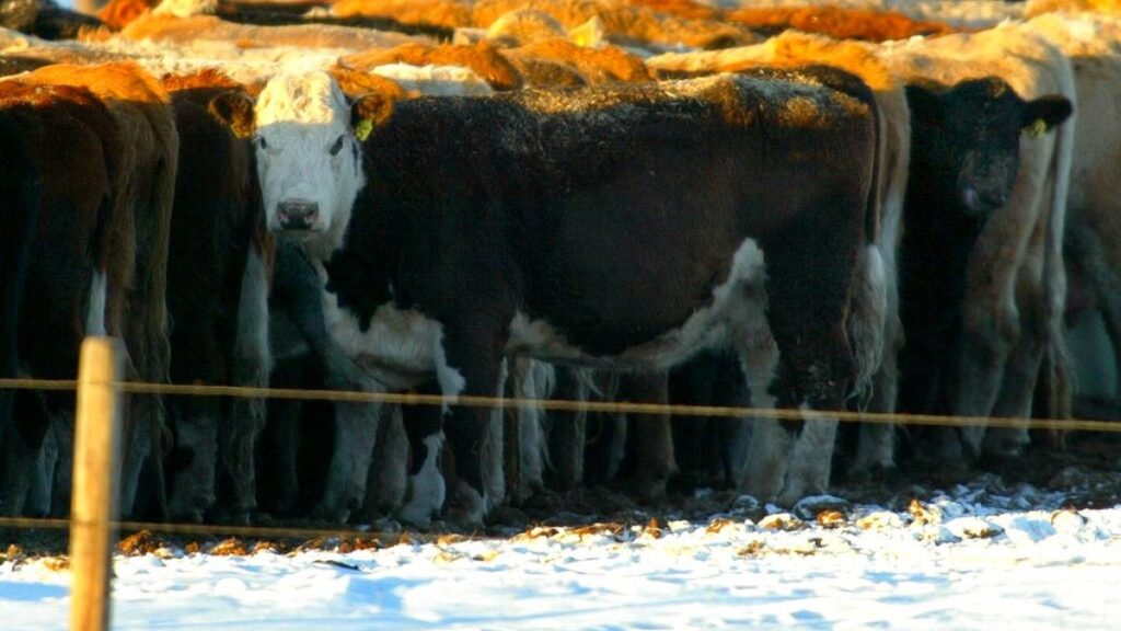 المعلومات المضللة حول الحمى القلاعية في بولندا: ما سبب انتشارها؟