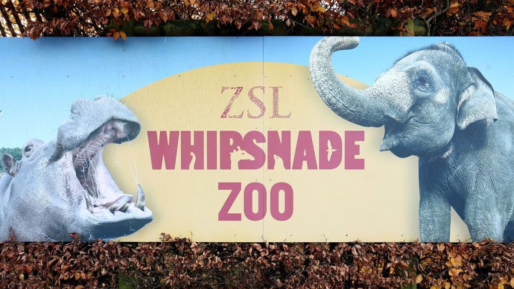 فيديو. بيض كرتوني وأسماك مخبأة.. حيوانات ويبسنيد بالمملكة المتحدة تحتفل بعيد الفصح على طريقتها الخاصة