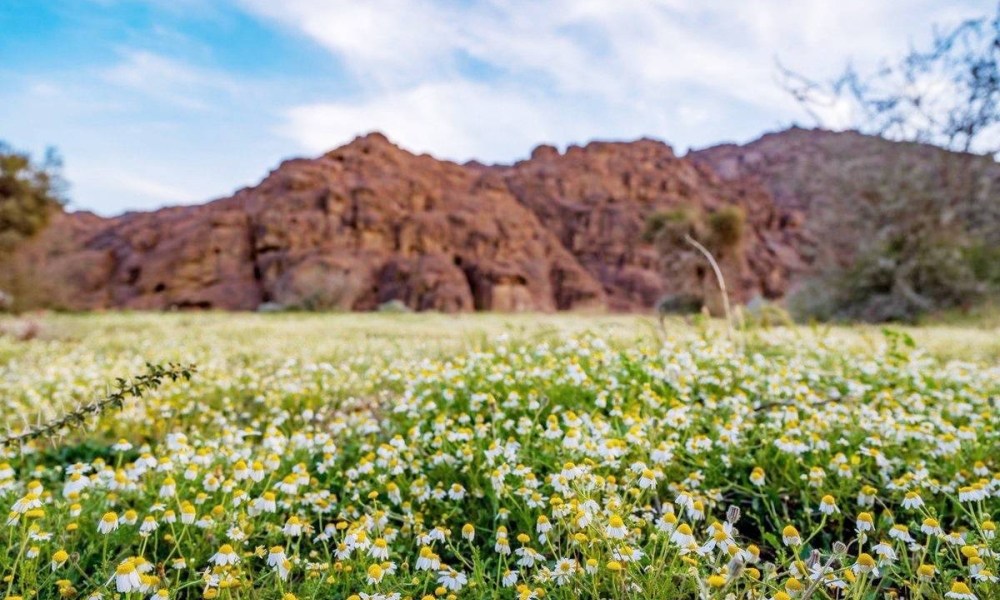«الأقحوان» في جبال أجا.. لوحة فنية بديعة