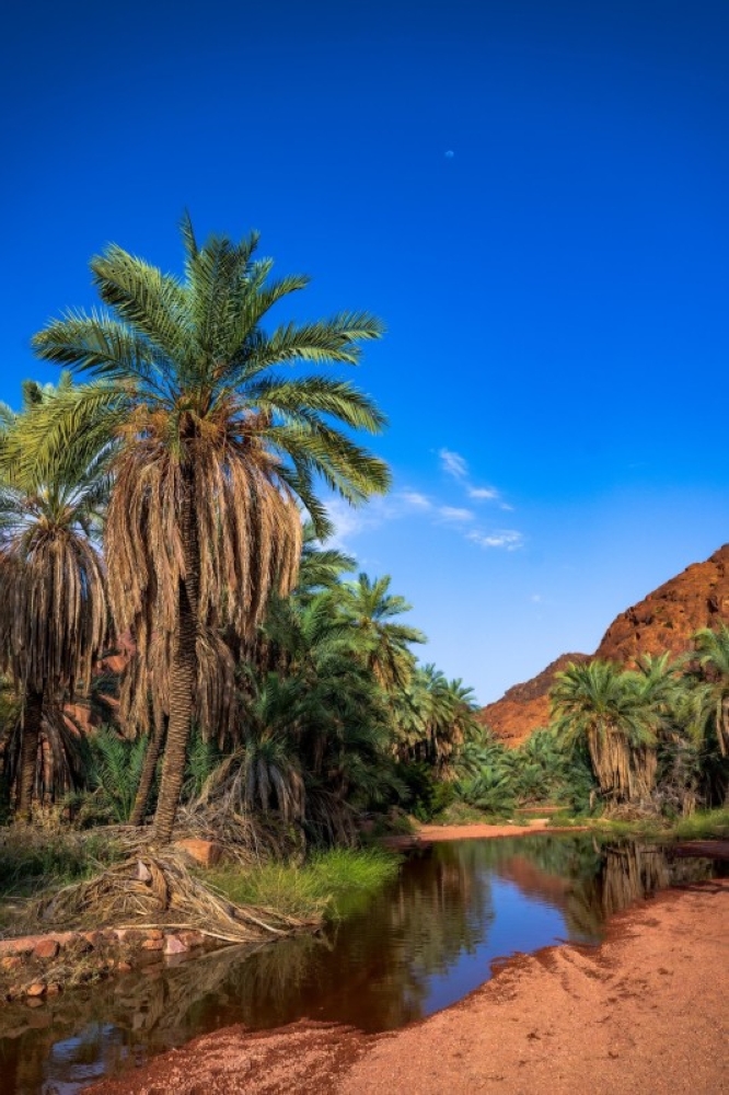 حائل بعد المطر تكتسي بحلّةٍ فاتنة