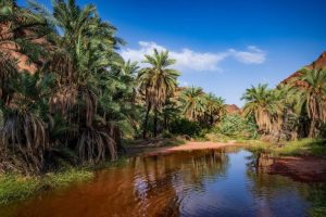 حائل بعد المطر.. بهاء الأرض وعذوبة السماء