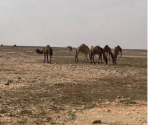 ضبط مواطن لارتكابه مخالفة الرعي في محمية الإمام تركي بن عبدالله الملكية