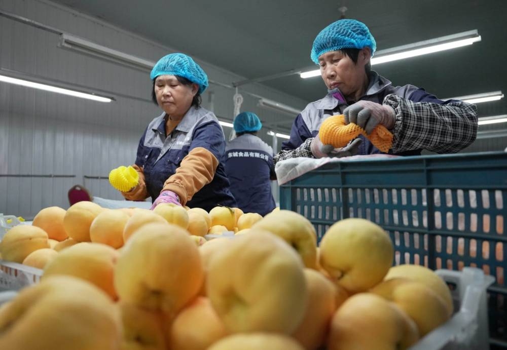 تطوير زراعة الفاكهة