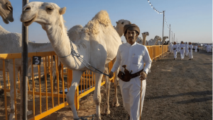 انطلاق فعاليات مزاد الإبل الثاني بمنطقة الجوف وسط حضور لافت وتنظيم مميز