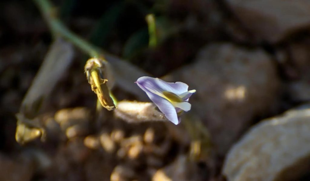 نبات «القفعة» يزدهر في وادي الأقرع بمنطقة الحدود الشمالية
