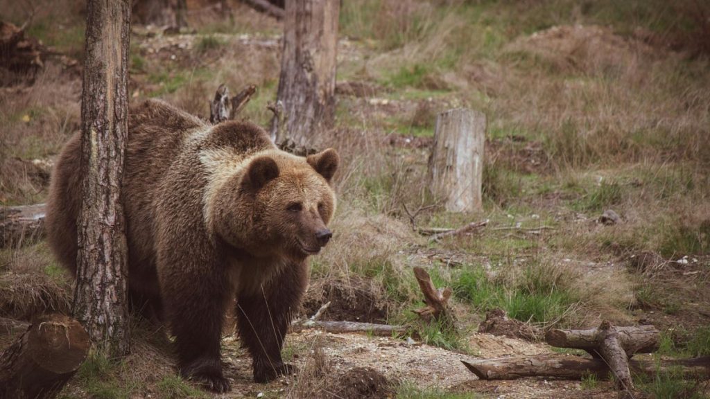 فيديو. هكذا تتم إعادة تأهيل الدببة المعنّفة في بلغاريا