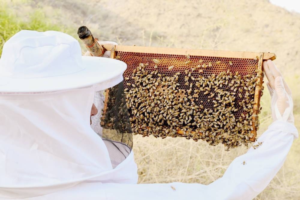 إنشاء 7 محطات لتربية ملكات النحل وإنتاج الطرود في 7 مناطق