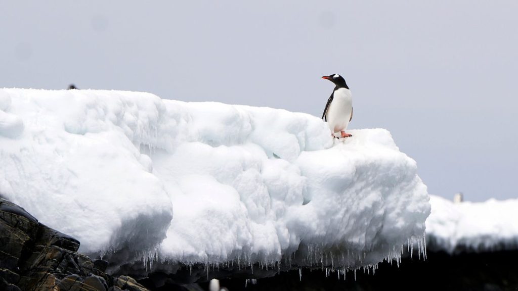 فيديو. البحار تزداد دفئًا… وبطاريق القطب الجنوبي في خطر