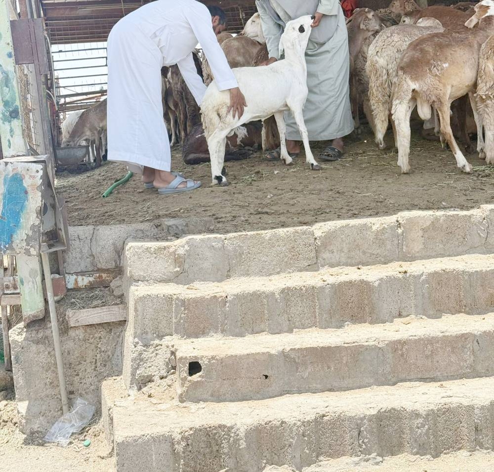 «عكاظ» ترصد: أسواق النفع بلا موازين قبل 7 أيام من التطبيق